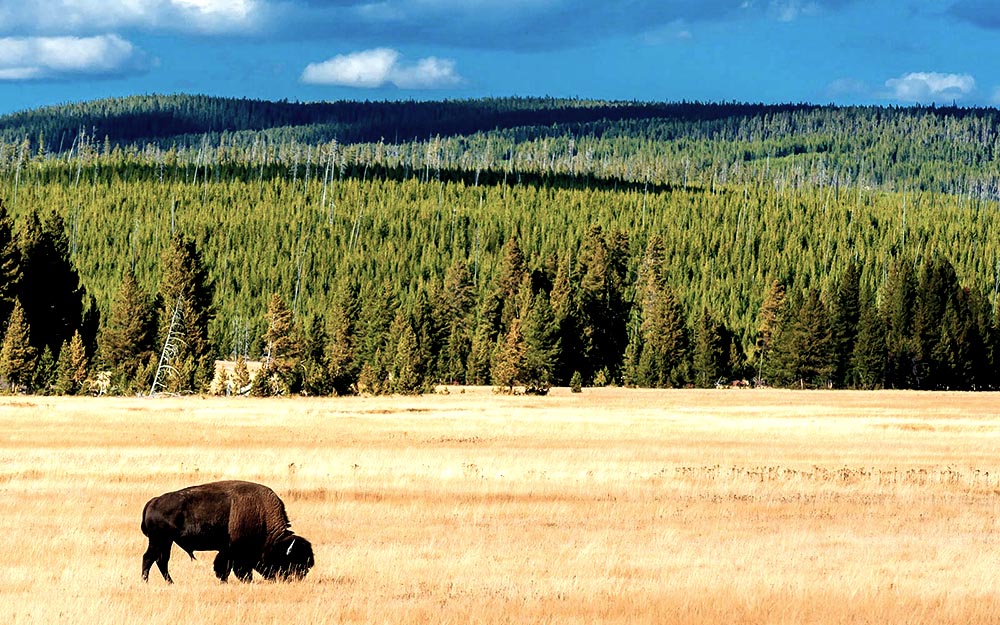 bison-yellowstone-national-park-wyoming-YELLOWSTONE0227.jpg